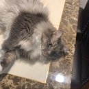 다몽그루밍 이미지