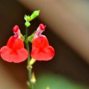 허브빌리지(Herb village) 이미지