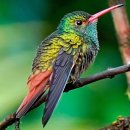 Beautiful Birds 이미지