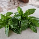 하미토미풀밭 이미지