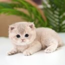 멍클레어 강아지분양 울산점 | 울산고양이분양 가정묘 반려묘 종류 다양한 입양처 후기