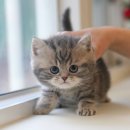 착한 고양이 네이버블로그