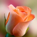 대한민국1호 이미지