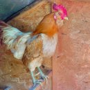 임선농장 이미지