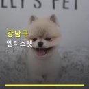 엘리스펫 | 강남구 엘리스펫 반려동물미용 안내