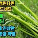 물쑥--보간· 청간의 효능으로 간기능을 활성화하고 간경변· 간염· 황달을 치료하며, 피를 맑게하고 원활한 혈액순환으로 고혈압과 중풍 당 이미지