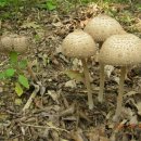 과립여우갓버섯 Leucoagaricus americanus(Peck) Villinga 이미지