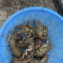 금송초등학교 | 남해 아이랑 갯벌체험, 금송노다지갯벌체험장 갯벌체험추천