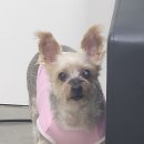 유이애견샵 이미지