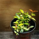 인사동길 이미지