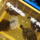 팔성횟집 이미지