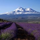 향기3로 이미지