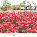 부산 해운대 수목원 장미공원 부산 데이트 가볼만한곳
