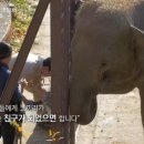 코끼리발톱