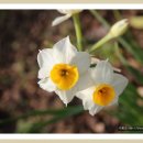 반듯한 멍이 이미지