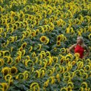 풀잎향기 이미지