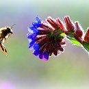 RoyalJelly 이미지