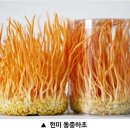 동충하초 이미지