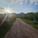 소나무(오리명가) 이미지