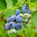 아란 농장 이미지