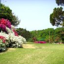 월드 C.C 이미지