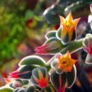 광남이네 이미지