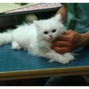 루피펫살롱 이미지