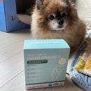 펫니즈 이미지