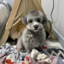 스타일좋개 이미지