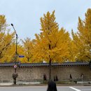 돌담길 | 서울 은행나무 데이트 명소 : 종로 경복궁 돌담길 가을 방문 후기