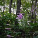 【좀비비추 Hosta minor】 「크기가 전체적으로 작고 아담한(좀스러운) 자생식물」 이미지