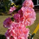 달빛미소 이미지