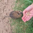 마이딩고 | 시드니 쿼카 페더데일 동물원 오픈런/블루마운틴 선셋 별보기 호주무한투어 내돈내산 후기