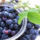 아로니아의 효능 및 부작용 이미지