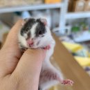햄스터라운지 이미지