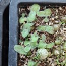 아프리카 구근식물 이미지