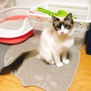 올펫 동물병원 이미지