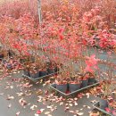 정상골농장 이미지