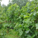 훈장님팜 이미지