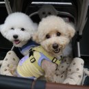 강아지맘마연구소 이미지