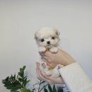 유어펫 일산본점 | 일산강아지분양, 유어펫 본점에서 만나본 글로벌 펫천국 경험기!