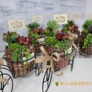 꽃길다육 이미지