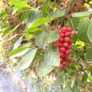 김진성농장 이미지