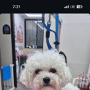 딩동댕 살롱 이미지