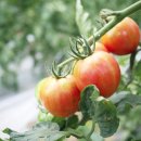 팜비즈랩 이미지