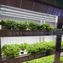 [롯데마트 그랑그로서리은평점] 구파발역 근처 대형 마트