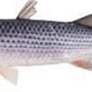 생선이야기 이미지