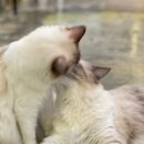 롯데리아김포 이미지