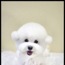 베베펫 천안 강아지분양 고양이분양 이미지