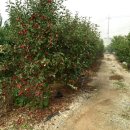 김문태농장 이미지